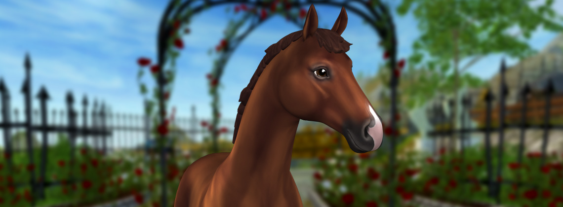 Poznaj przepiękne konie hanowerskie!